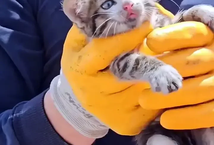 Otomobilin motoruna sıkışan yavru kedi, itfaiye tarafından kurtarıldı