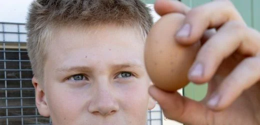 Rassehühner: Ein elfjähriger Züchter berichtet – »Viele denken, die Henne brütet das Ei aus«