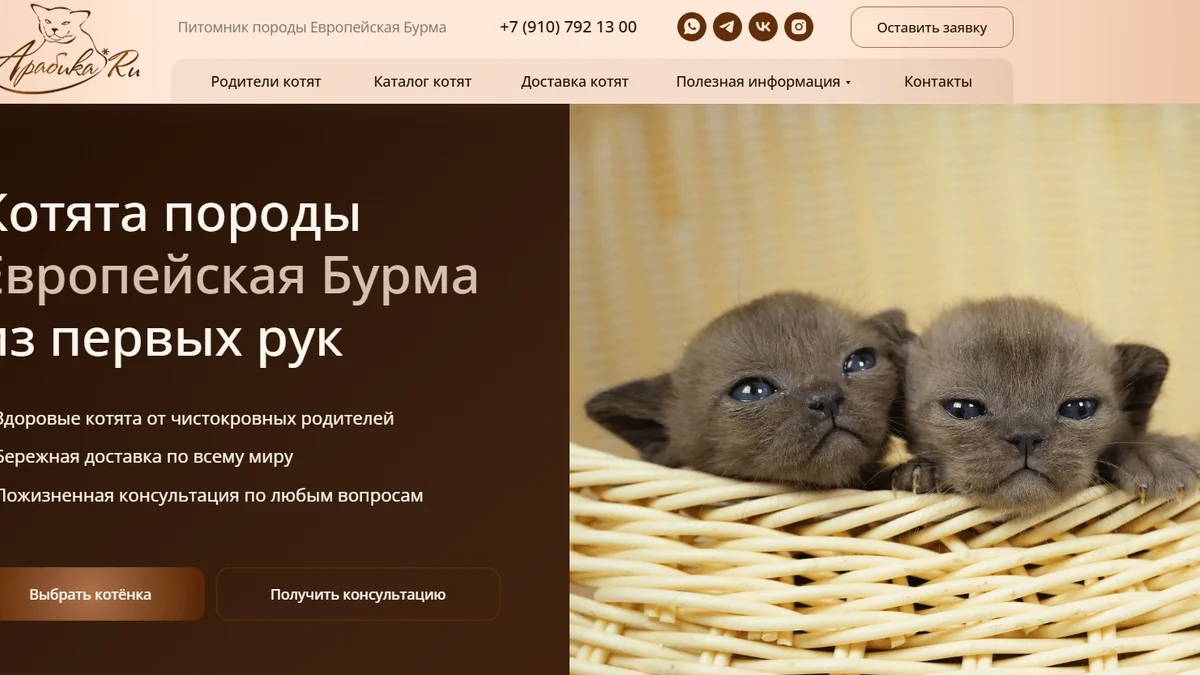 Кейс: 54 заявки за первый месяц работы сайта питомника кошек