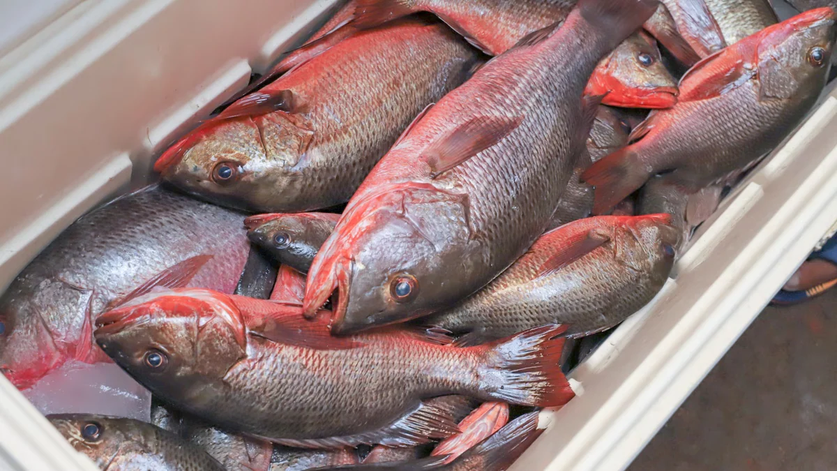 El Salvador tiene vigente un proyecto de Economía Azul con financiamiento italiano para fortalecer la pesca artesanal