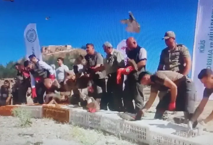 Kilis’te kınalı keklikler doğaya salındı