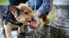 What are the signs of heatstroke in dogs?