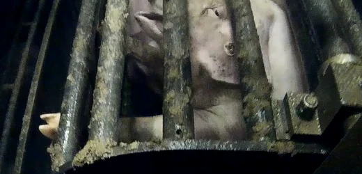 Oldenburg: Urteil im Schachthof-Prozess –Tierschützer sollen Schadenersatz zahlen