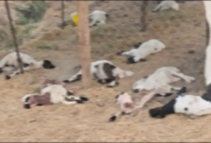 Diyarbakır'da köpeklerin saldırdığı 15 kuzu öldü