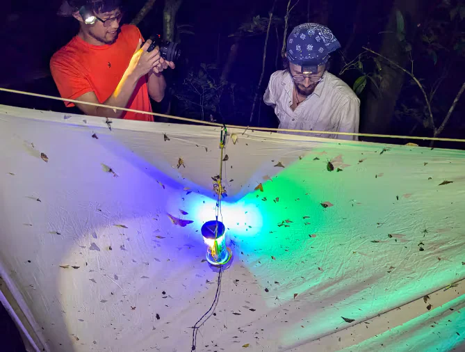 Una tecnología instalada en Panamá podría cambiar el monitoreo mundial de los insectos