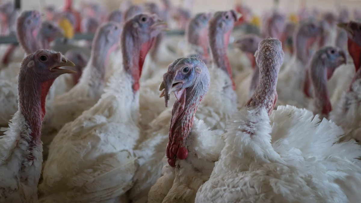 Regulierung: Freiheit im Putenstall – Schadet das dem Tierschutz?