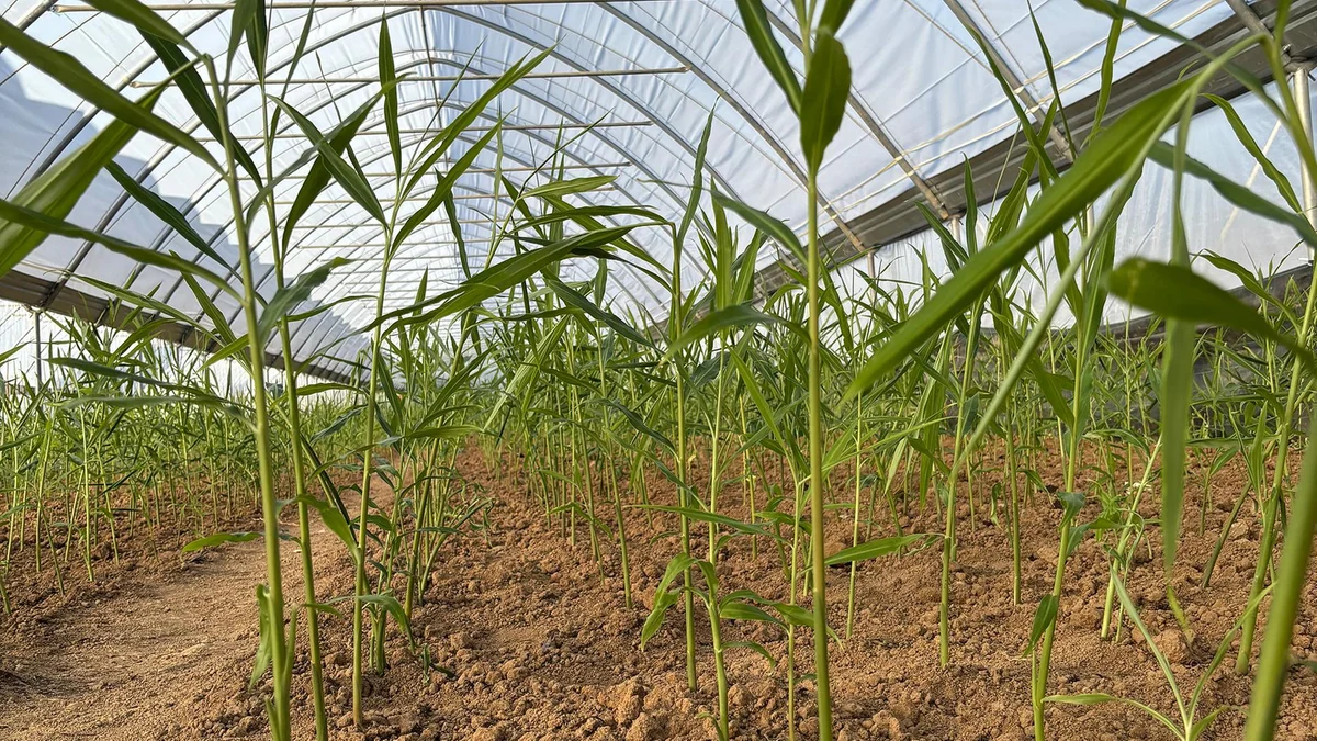 Klimawandel ermöglicht Anbau von tropischem Ingwer in Schwaben