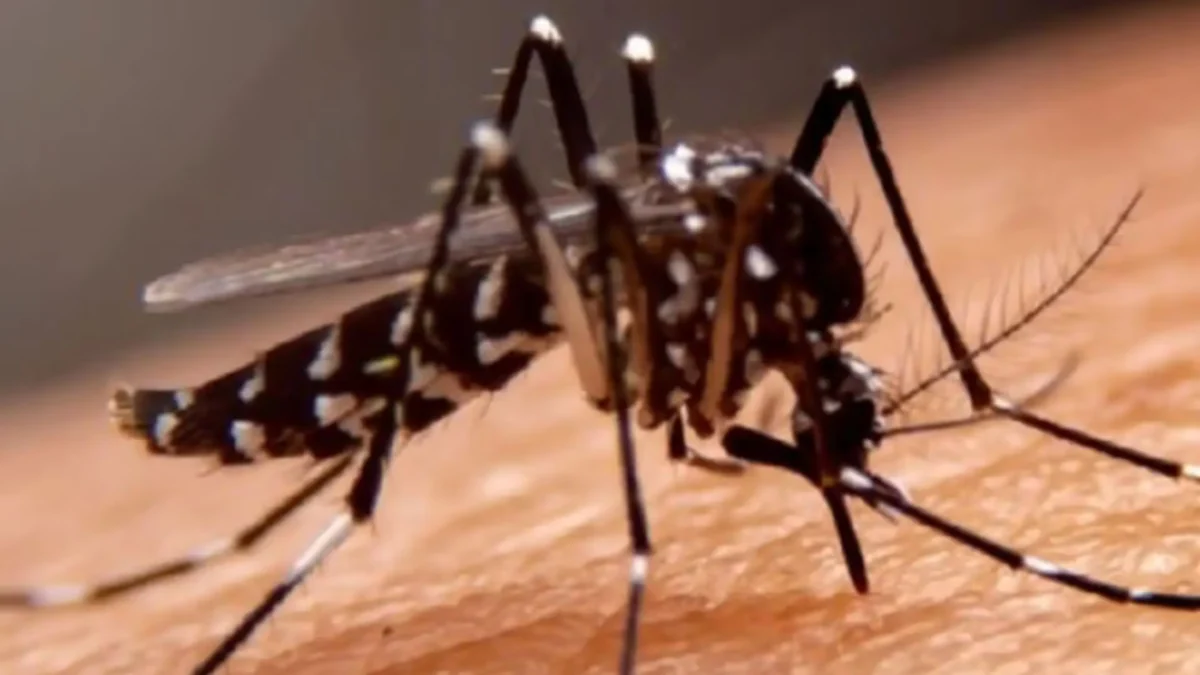 Dengue en Perú: Organización Panamericana de la Salud impulsa acceso a vacunas ante riesgo de nuevos brotes