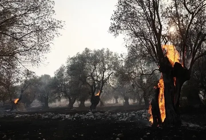Yunanistan'da orman yangını alarmı! İnusa bölgesi tahliye edildi