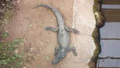 Wowcher sorry for 'unacceptable' crocodile attack email