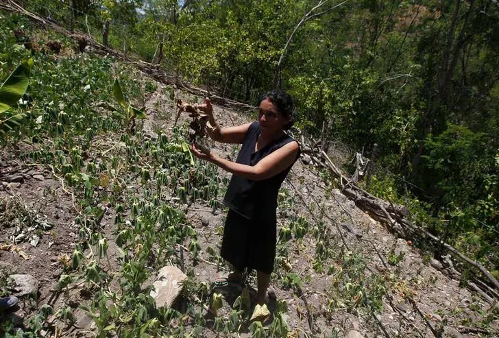 Más de 15 mil familias del corredor seco recibirán alimentos tras pérdidas provocadas por la sequía