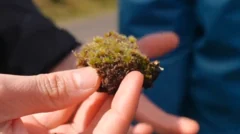 'Killer fungus' could be good news for habitats decimated by invasive moss