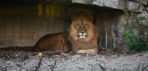 Dortmund: Zoobesucher füttert Löwen mit Schweinegulasch. Mitarbeiter rufen die Polizei