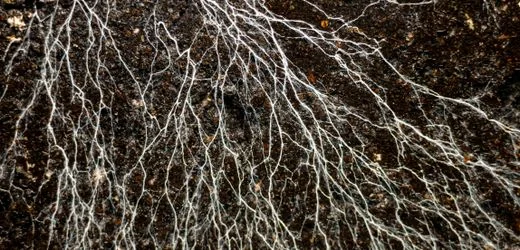 Mykorrhiza-Netzwerke: Wie Pilze unterirdisch unsere ganze Welt umspannen
