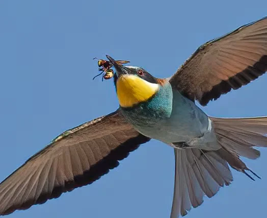 Abejarucos y ranas, aliados inesperados para frenar la expansión de la avispa asiática en Doñana
