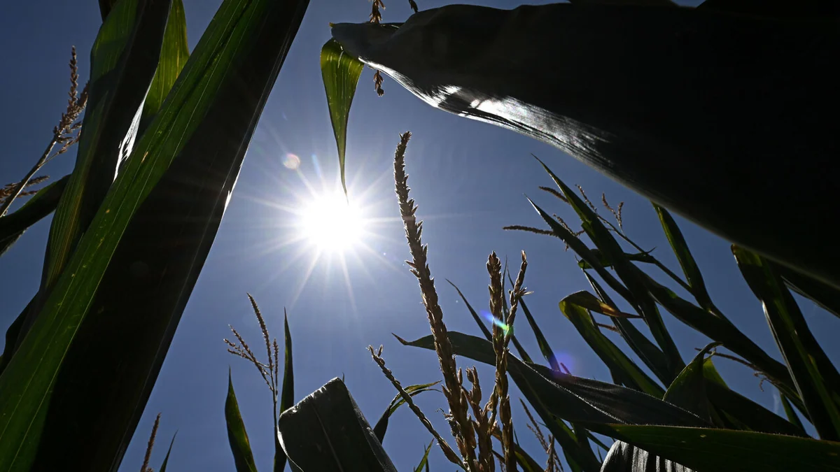 Terza ondata di calore almeno fino al 20 luglio, lunedì 43 gradi in Sardegna