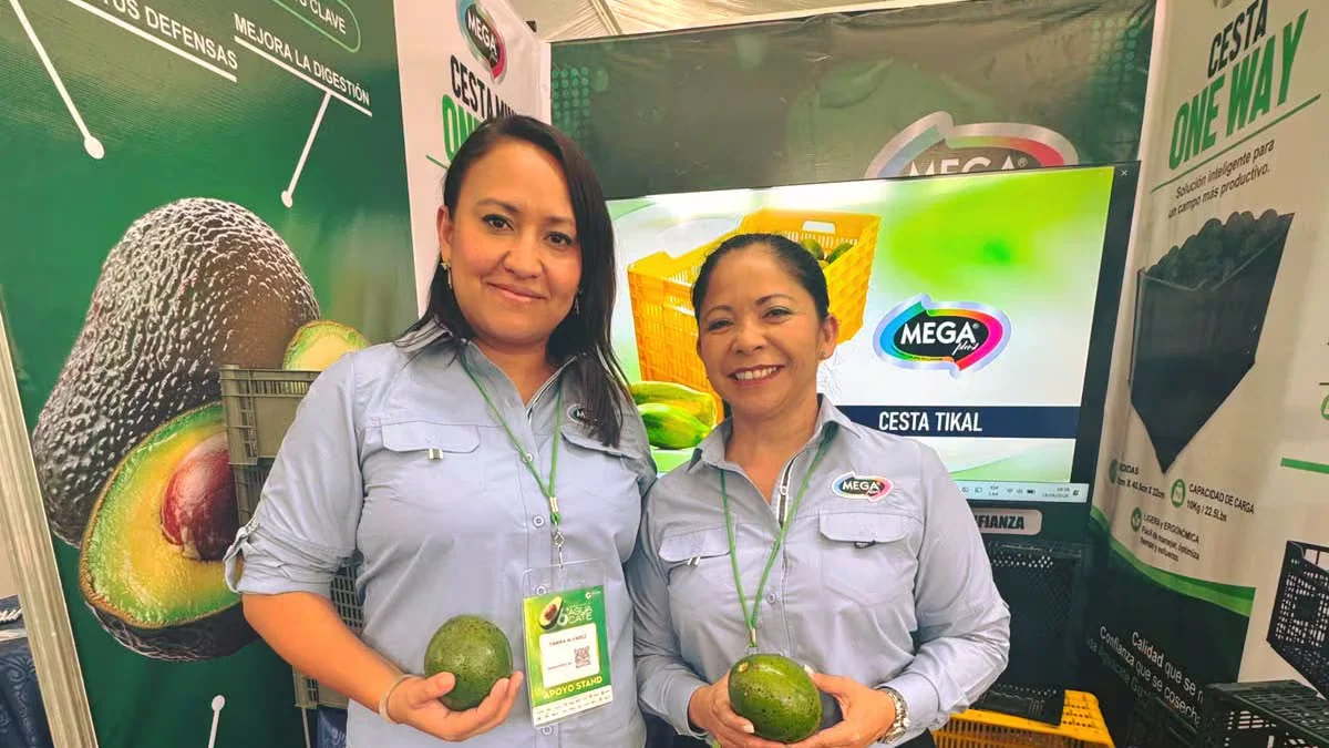 El sector del aguacate de Guatemala apunta a Taiwán y Corea del Sur para abrir mercado en Asia