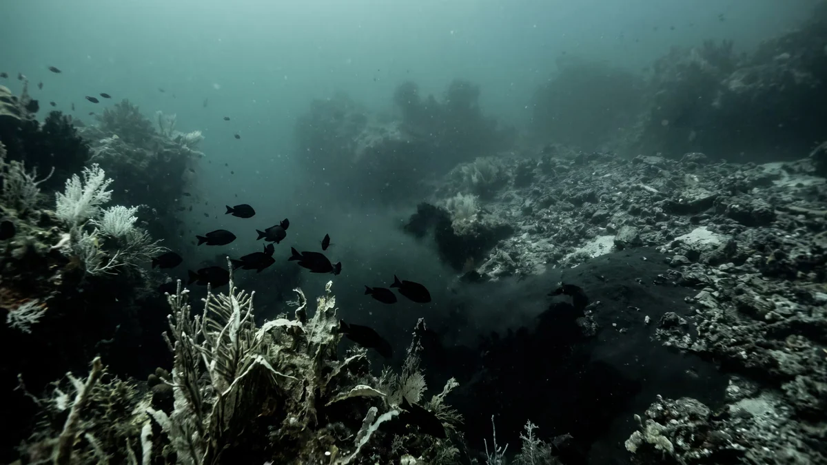 “Desoxigenación acuática”, por qué los mares del planeta y la vida marina enfrentan un desafío crítico