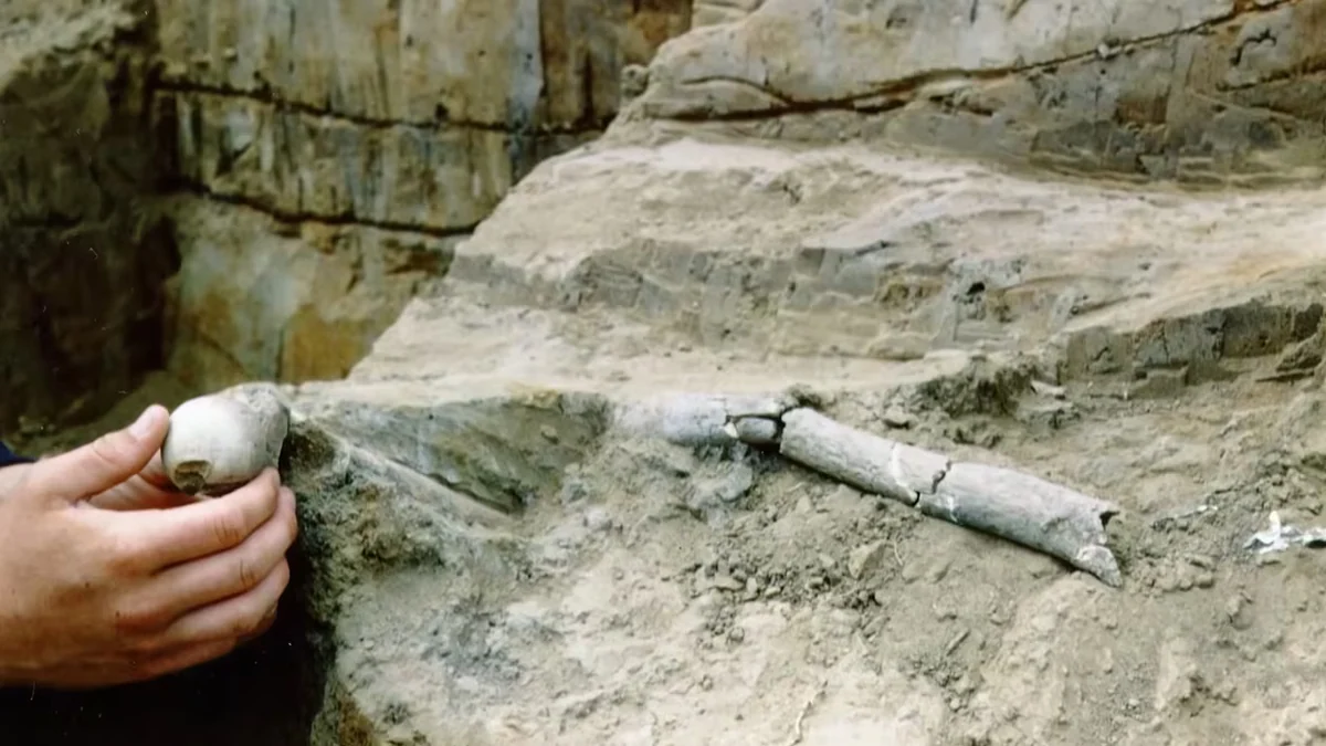 El “hombre de Arlington Springs”, el hallazgo de 13.000 años en las islas del Canal, reabre el debate sobre la primera llegada a América del Norte