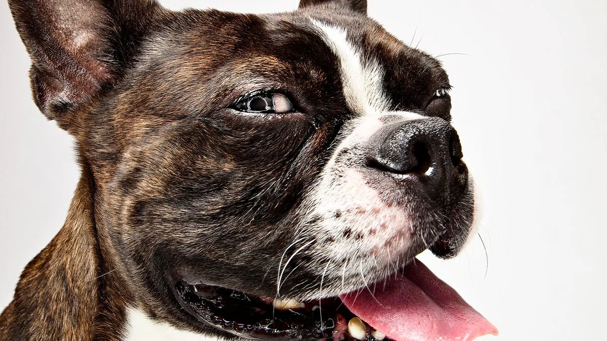 Hitze: Wie sich Tiere abkühlen - Hundstage