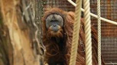 Four days of rain slashed population of world's rarest orangutans, study says