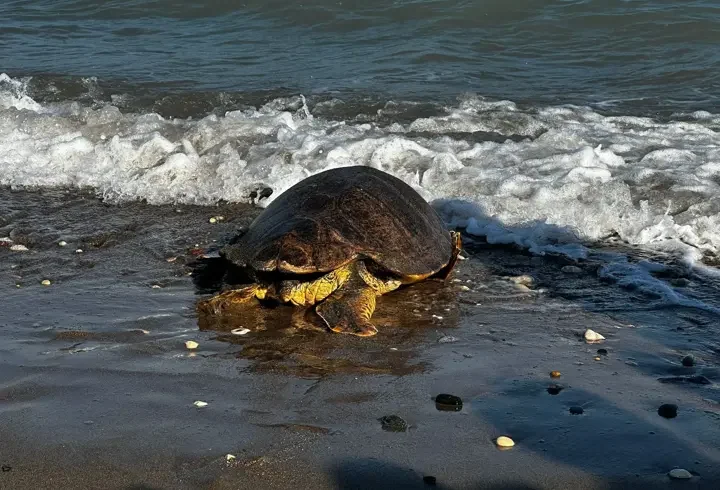 Tedavisi tamamlanan 3 deniz kaplumbağası mavi sularla buluştu