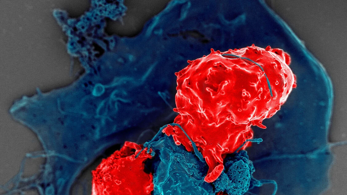 Il sistema immunitario di uomini e donne funziona in modo diverso