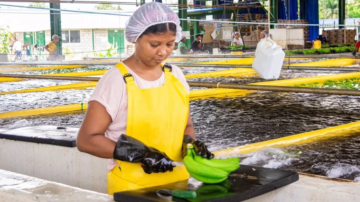 Amenazas de grupos armados frenan la producción bananera en el Magdalena