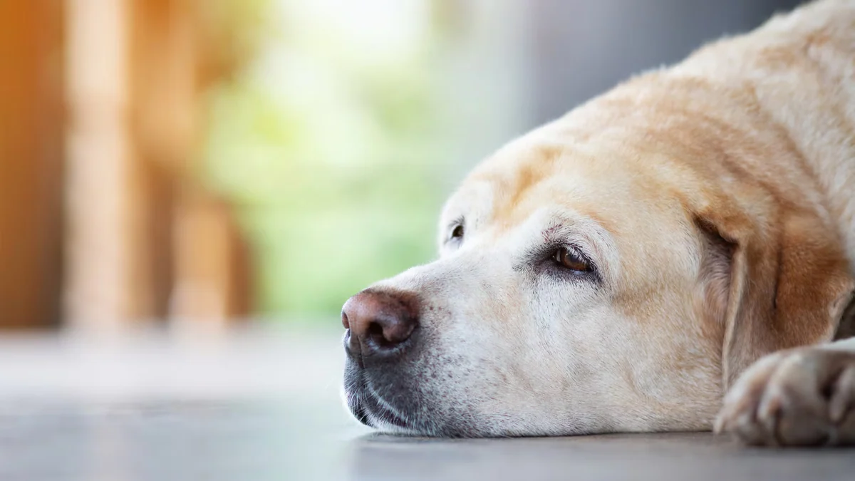 Un veterinario explica cuáles son las señales de dolor de tu perro, aunque no se queje