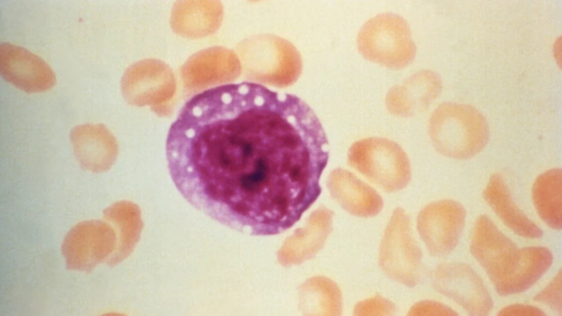 Nature, il vaccino contro l'hantavirus allo studio da 30 anni