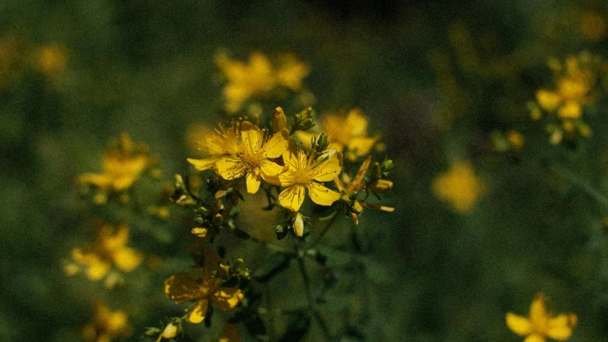 La planta de flores amarillas que está sustituyendo a los clásicos arbustos en los jardines modernos