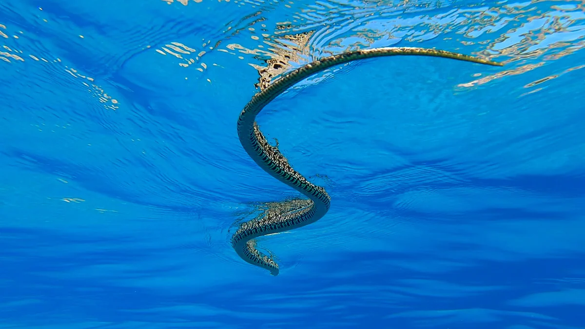 Invasion der Nattern: Der Hunger treibt die Schlangen über das Wasser