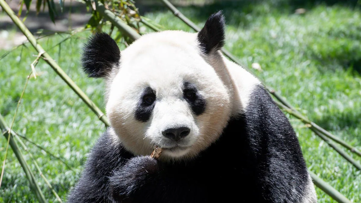 El Ayuntamiento reflexiona sobre si sacar una concesión conjunta o independiente para el Zoo y el Parque de Atracciones
