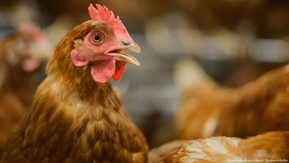 Kayyumda yeni eşik: Tavukçulara örgüt suçlaması