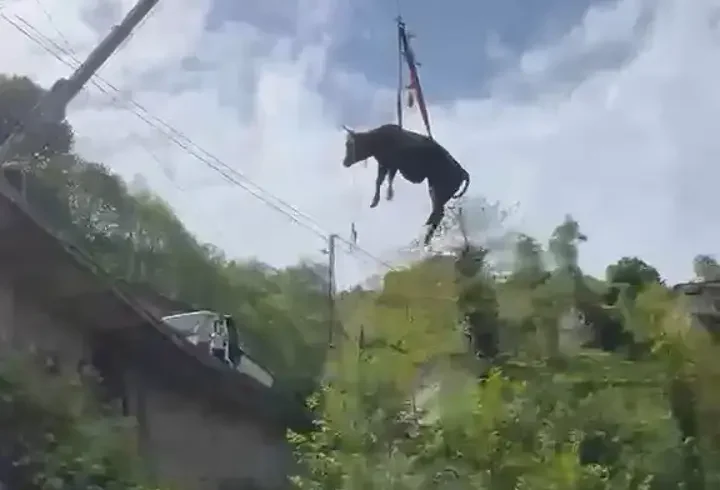 Dere yatağına düşen inek, vinçle kurtarıldı