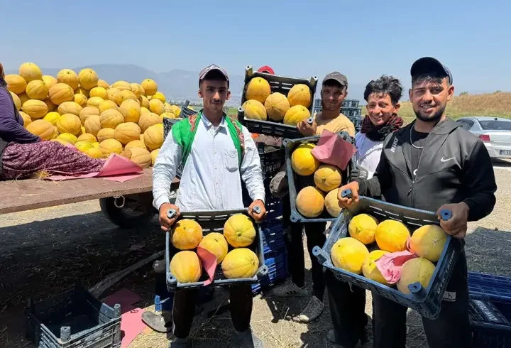 Hatay’da kavun hasadı başladı; tarlada kilosu 22 TL