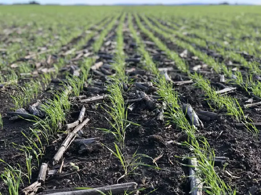 La siembra de trigo entra en su tramo final mientras avanzan la cosecha de maíz y sorgo