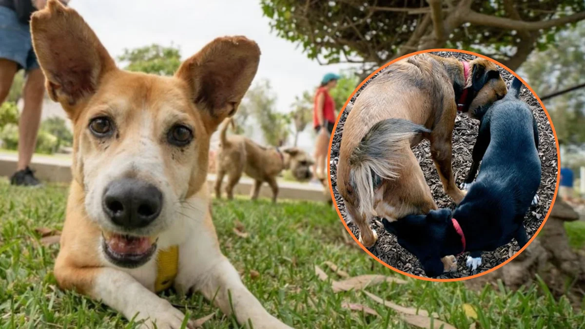 ¿Por qué los perros se huelen los traseros entre ellos?: conoce su “lenguaje secreto” y qué información se transmiten