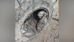 Pony rescued from inside tractor tyre
